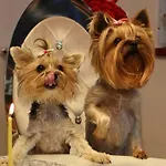 317 W Royal Tuli Prywatny Przy Plazy Z Aneksem Kuchennym Lägenhet