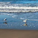 317 W Royal Tuli Prywatny Przy Plazy Z Aneksem Kuchennym Lägenhet