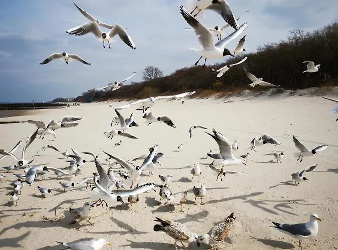 Apartament 317 W Royal Tuli Prywatny Przy Plaży Z Aneksem Kuchennym Kołobrzeg