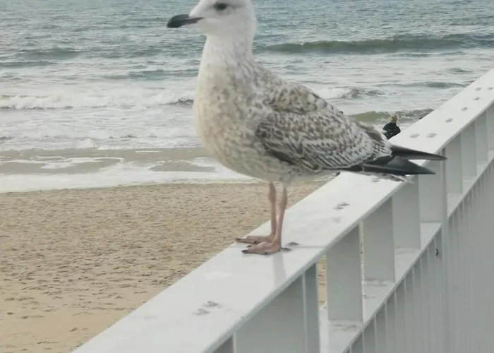 317 W Royal Tuli Prywatny Przy Plaży Z Aneksem Kuchennym * Kołobrzeg